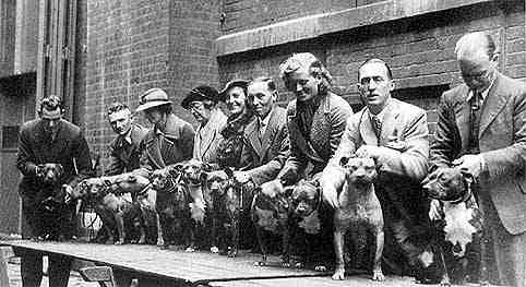 Staffordshire shop terrier history
